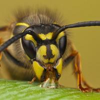 Common Wasp 1 